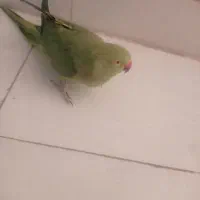 ملنگو سخن گو|پرنده|شهر بابک, |دیوار