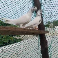 کبوتر پنتیس