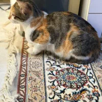 گربه ۴ ماهه|گربه|کیش, |دیوار