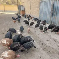 فروش بوقلمون نر و ماده