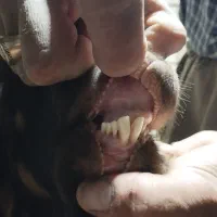 بزنر پاکستانی اصل|حیوانات مزرعه|سنندج, |دیوار