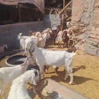 گوسفند میش و بز|حیوانات مزرعه|سیرجان, |دیوار