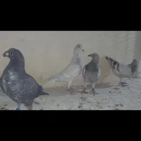 الماسی سینه سفید دلبر