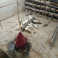 طوقی روزگاری|پرنده|پیر بکران, |دیوار