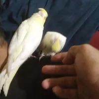 جفت جوجه عروس