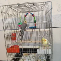 یک جفت عروس هلندی دستی درجه یک