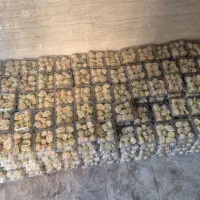 فیسالیس و کیوانا درجه یک به صورت کلی موجوده است