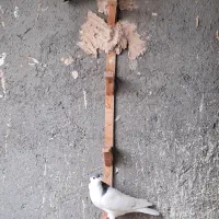 کبوتر رنگی خال آبی قره مینا|پرنده|مشهد, چهاربرج|دیوار