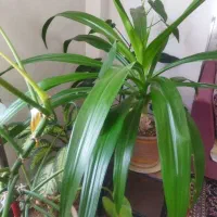 گل طبیعی|گل و گیاه طبیعی|بروجرد, |دیوار