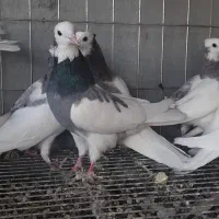 کبوتریاکفتر طوقی|پرنده|قم, خداکرم|دیوار