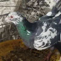 گم شد|حیوانات|مشهد, پورسینا|دیوار