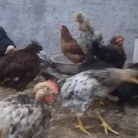 مرغ و خروس جوان