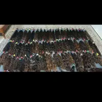 قژاسینم به بانترین قیمت|خدمات آرایشگری و زیبایی|دهگلان, |دیوار