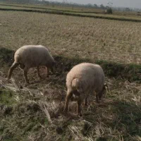 فروش بره نر|حیوانات مزرعه|تالش, جوکندان|دیوار