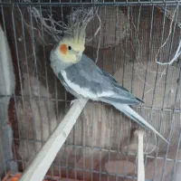 عروس هلندی نر سینامون|پرنده|قلعه نو, |دیوار