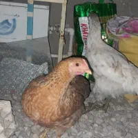 مرغ بیرجندی