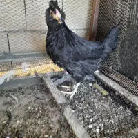 فروش نیمچه مرغ و خروس گلین.|حیوانات مزرعه|شهرکرد, |دیوار