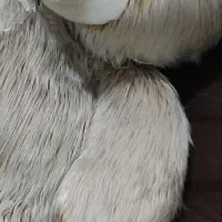 فروشی   عروسک خرسی بزرگ