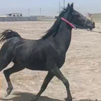 کره ماده درجه یک و روزگاری از کهندژ|اسب و تجهیزات اسب‌سواری|فلاورجان, |دیوار