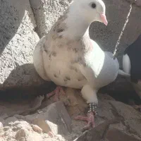 کبوتر ماده طوق اجری خال سیاه|پرنده|کوهبنان, |دیوار