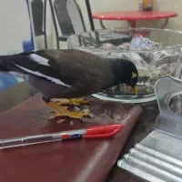 مرغ مینا تخم گذار|پرنده|کازرون, |دیوار