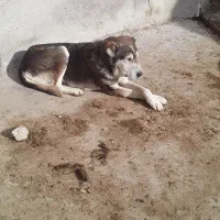 سگ گله|سگ|قوچان, |دیوار