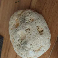 فسیل صدف