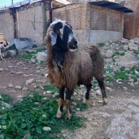 میش ۱۲میلیون|حیوانات مزرعه|مسجد سلیمان, |دیوار