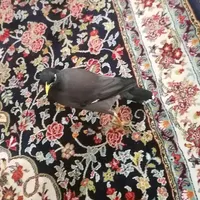 مرغ مینا رام سخنگو|پرنده|کرمانشاه, |دیوار