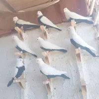 کفتر دمبی|پرنده|شیراز, دلگشا|دیوار