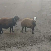 یک راس قوچ|حیوانات مزرعه|نیشابور, ماروسک|دیوار
