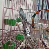 عروس هلندی|پرنده|جیرفت, |دیوار