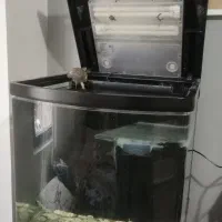 آکواریوم ماهیران|ماهی|کرج, شهرک فهمیده|دیوار