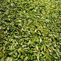 مغز|خوردنی و آشامیدنی|قم, قم نو|دیوار