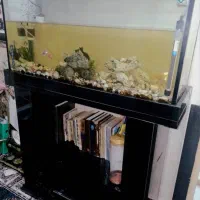 آکواریم|ماهی|اندیشه, اندیشه فاز ۱|دیوار