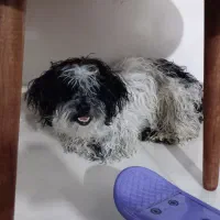 شیتزو|سگ|هرسین, |دیوار