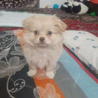 سگ پامرخرسی