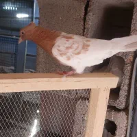 کله زرد کاکل