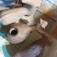 فروش تعدادی کوزه گلی.