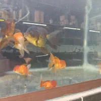 انواع موجودات ابزی گوشت خوار و گیاه خوار