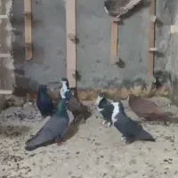 کفتر ریش یا کرباتی|پرنده|مشهد, امین آباد|دیوار