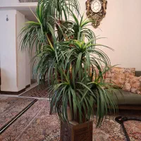 گل نخل باگلدان هخامنشی