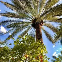گیاه فونیکس پالم درخت برای پروژه باغ ویلایی زمین
