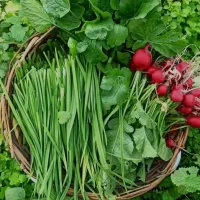 نیروی خانم پاک کردن سبزی و یک اقا