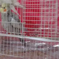 پرنده عروس هلندی|پرنده|گلبهار, شهر جدید گلبهار|دیوار
