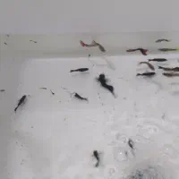 ماهی گوپی و مولی