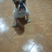 اینگیلیش بلداگ نر 1/5ساله وارداتی