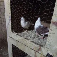 کبوتر رنگی وپرشی