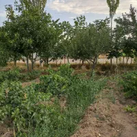 باغ میوه و انگور