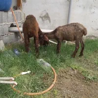 بره نرو ماده افشار تاب